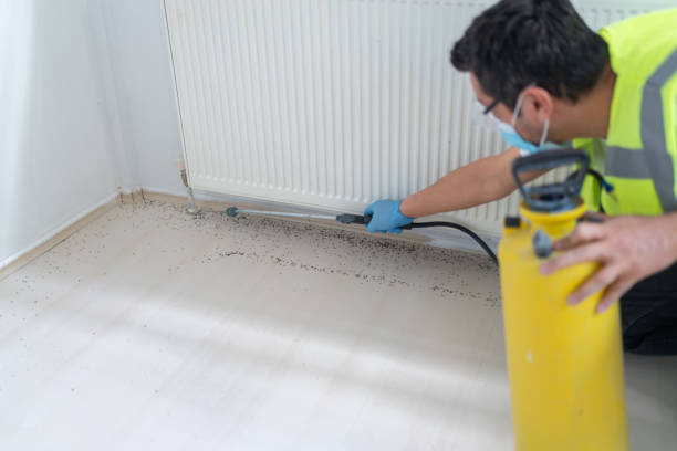 Wasp Removal Services in Sunset Beach, NC